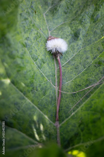 dandelion seeds on a green background