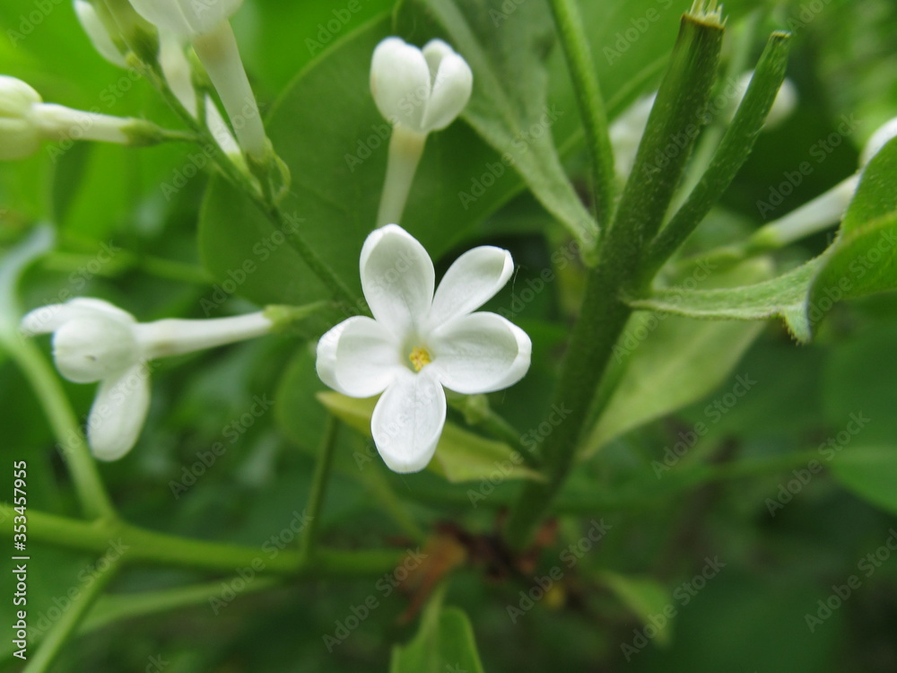 white flowers in the garden white flowers in the garden