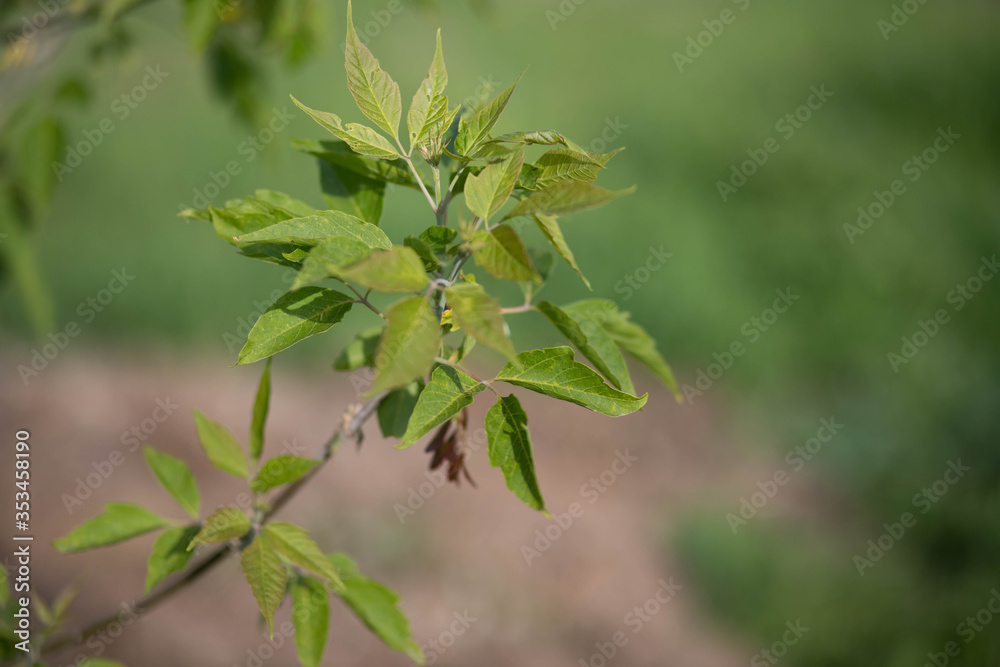close up of green leaves close up of green leaves