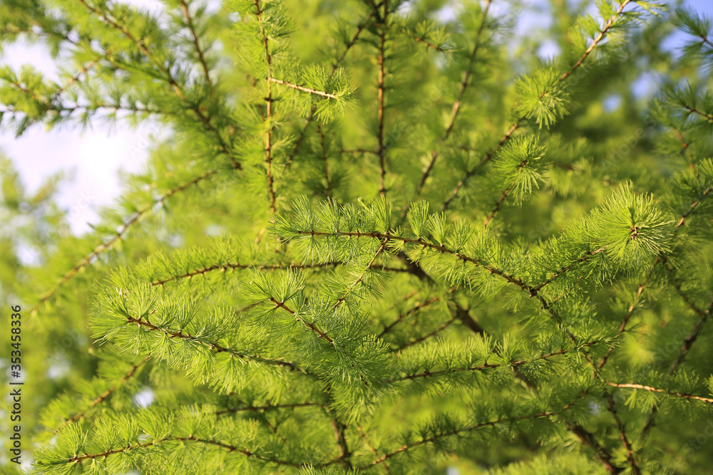 Fototapeta premium Green branch of larch with fresh leaves backlit by the sun