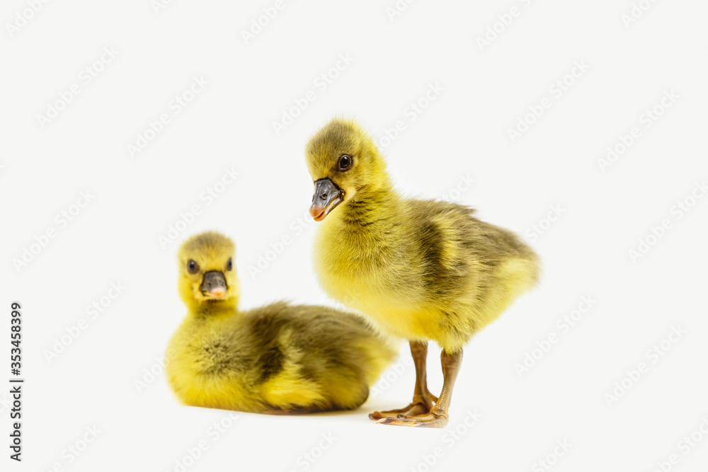 Two little beautiful duckling stand on a white background