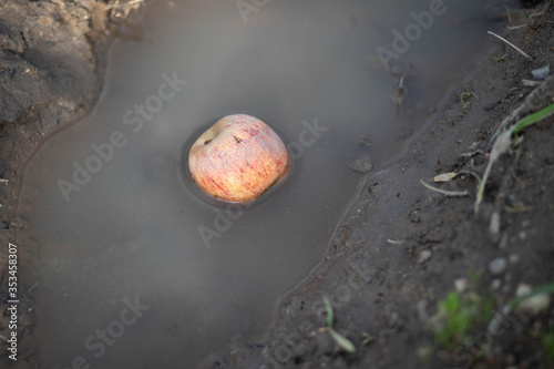 apple in the puddle