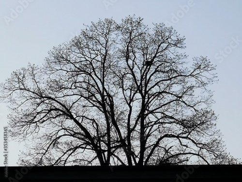 silhouette of a tree