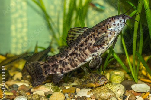 FISH