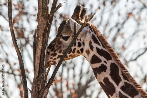 Eine Giraffe an einem Baum.