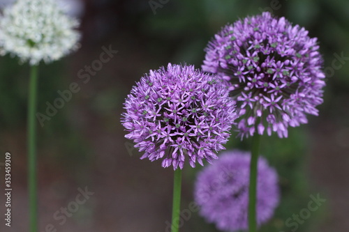 Blooming allium giganteum in white and purple