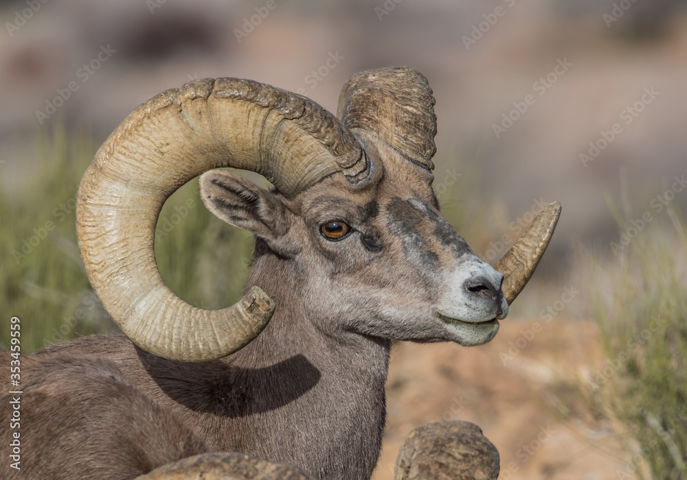 desert bighorn sheep