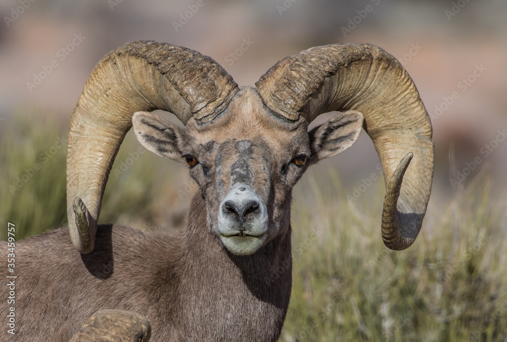 desert bighorn sheep