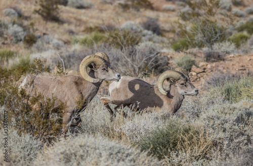 desert bighorn sheep