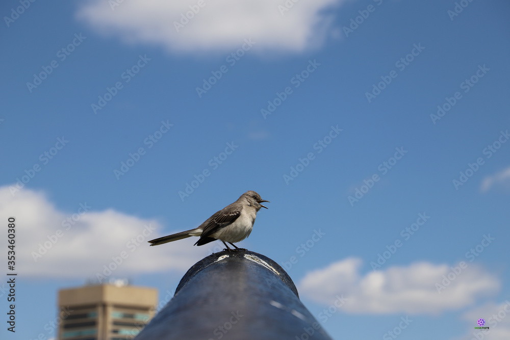 Alone bird on blue sky background in Federal Hill-Montgomery, Baltimore.
Alone bird on blue sky background in Federal Hill-Montgomery, Baltimore.