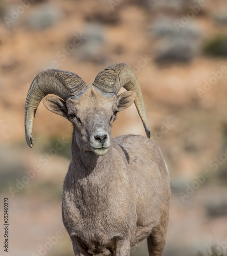desert bighorn sheep © Jen