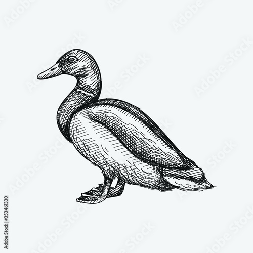 Hand-drawn sketch of colorful duck on a white back ground. Farm animals. Livestock. Domestic animals.