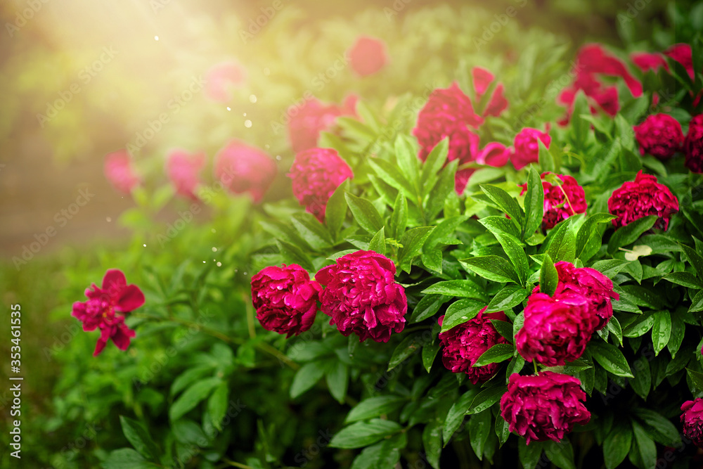 Many flowers in the garden on a green background Many flowers in the garden on a green background