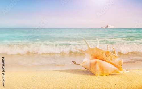 Big seashell on the sand on the beach in the back-light of sunset, background, close up