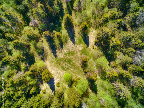 Small idyllic hidden forest...