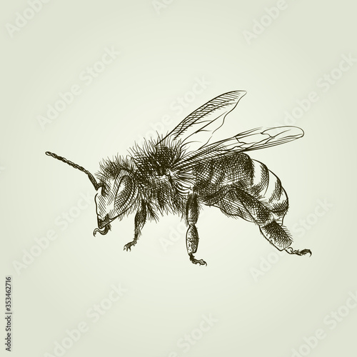 Hand-drawn sketch beekeeping tools. Huge bee on vintage background. Honeybees. Beekeeping and harvesting honey. Bee, bumblebee, wasp