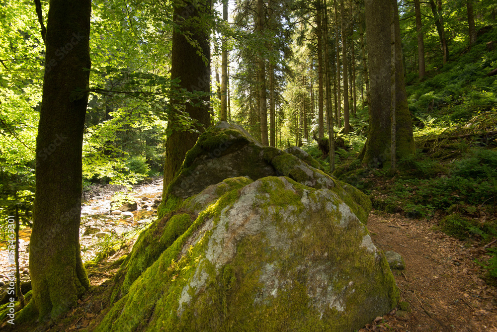 mystischer Wald in den vogesen nahe Gerardmer mystischer Wald in den vogesen nahe Gerardmer