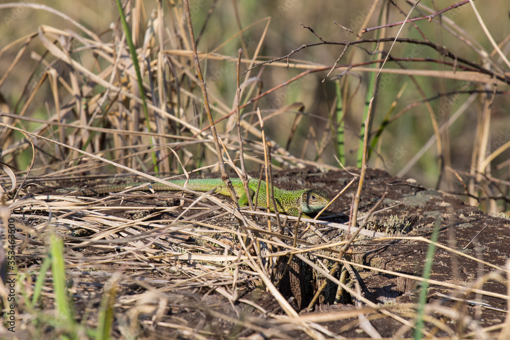 The European green lizard (Lacerta viridis) is a large lizard distributed across European midlatitudes from Slovenia and eastern Austria to as far east as the Black Sea coasts of Ukraine and Turkey. The European green lizard (Lacerta viridis) is a large lizard distributed across European midlatitudes from Slovenia and eastern Austria to as far east as the Black Sea coasts of Ukraine and Turkey.