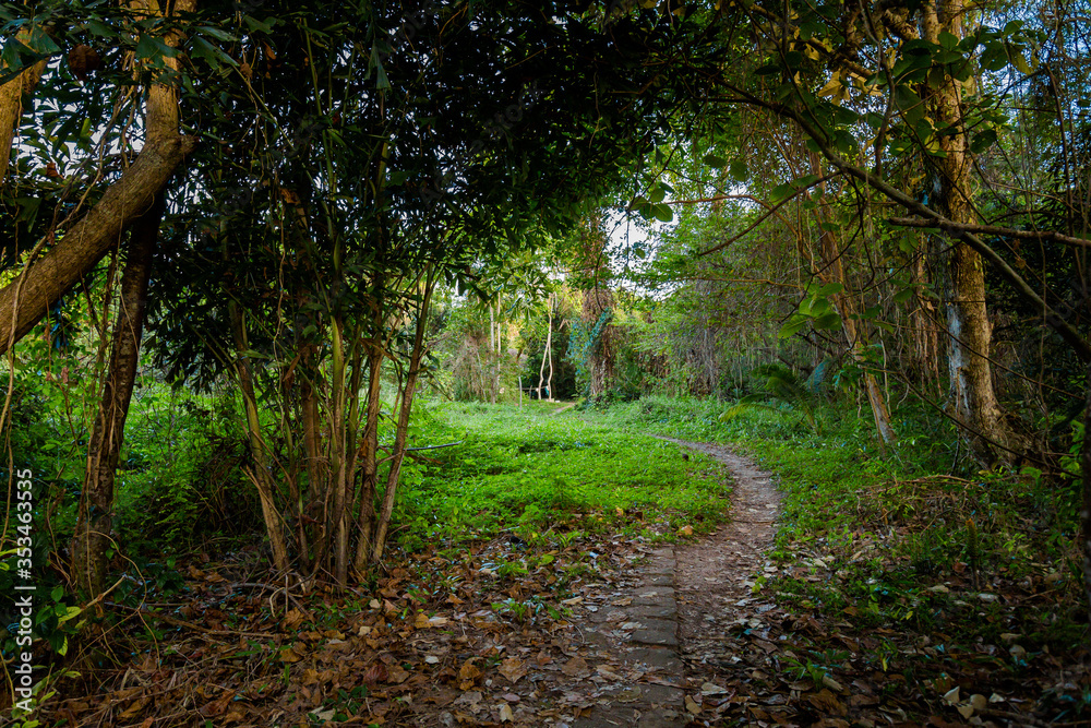 Jungle on Mot island Phu Quoc Jungle on Mot island Phu Quoc
