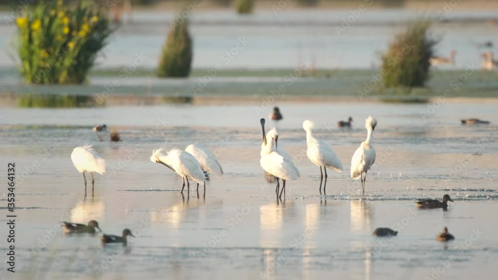 Eurasion Spoonbill (Platalea leucorodia) large, long-legged wading birds in the new Reevediep nature reserve near Kampen, Overijssel, during a beautiful springtime evening.