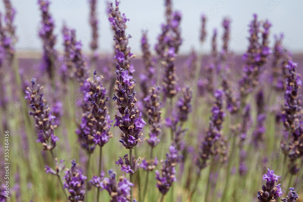 Obraz premium Purple lavender flowers