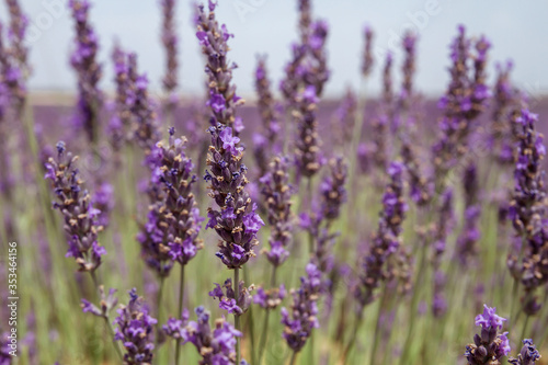 Purple lavender flowers