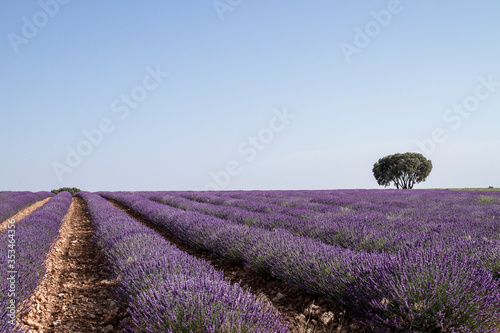 Purple lavender fields landscape