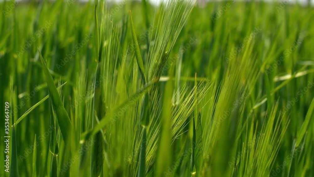 Spikelets of wheat swaying in the wind. Spikelets of wheat close-up. The wind blows on the wheat. Green spikelets on a bright sunny day.
Spikelets of wheat swaying in the wind. Spikelets of wheat close-up. The wind blows on the wheat. Green spikelets on a bright sunny day.