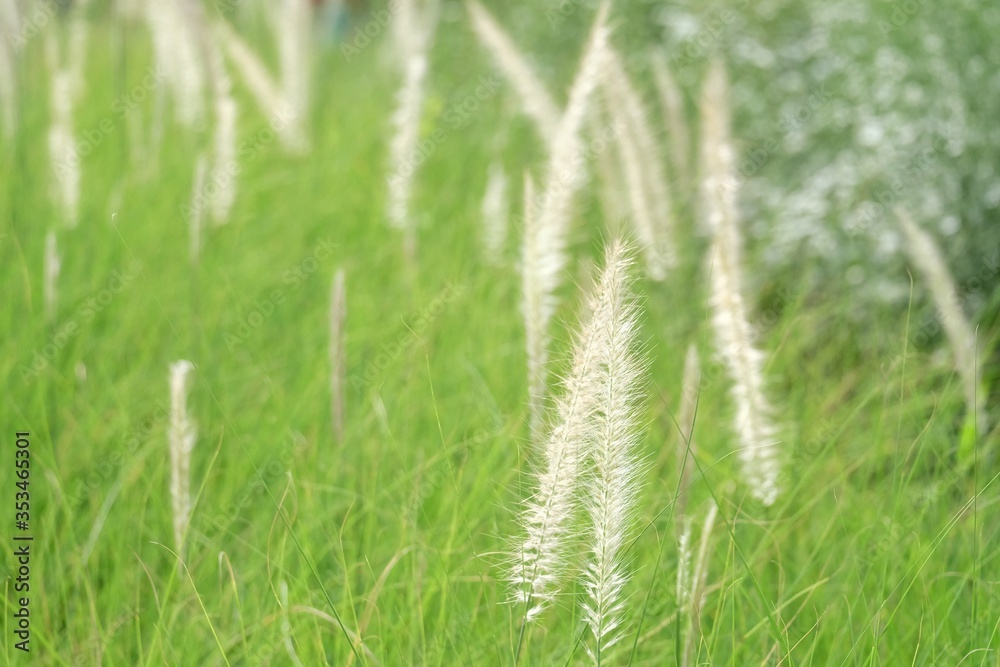 Blurred a group of sweet white wild grass flower blossom in a field with sun light and green nature background 