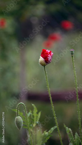 Green poppy buds.Poppy buds blossom.In the garden blossom poppies.Flower against green field in a windy day. Seed pot of opium poppy.