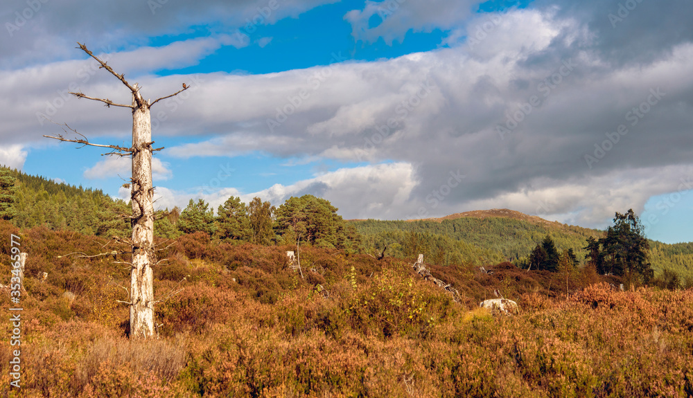 Obraz premium autumn landscape in Scottish Highlands