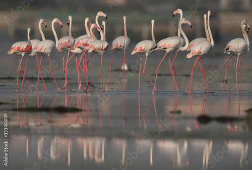 Greater Flamingos and its reflection