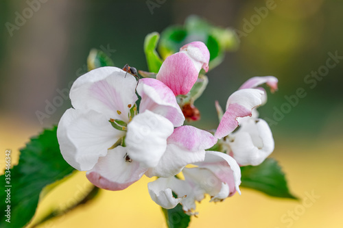 Blooming apple tree with white and pink flowers