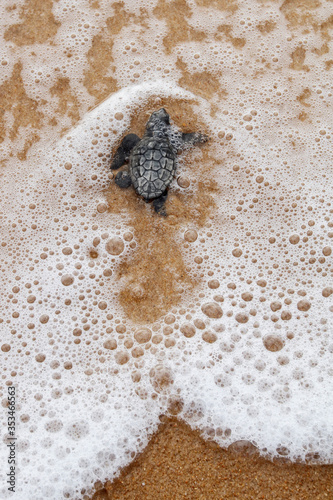 Hatchling baby loggerhead sea turtle (caretta caretta) crawling  to the sea after leaving the nest at the beach Praia do Forte on Bahia coast, Brazil,  top view
