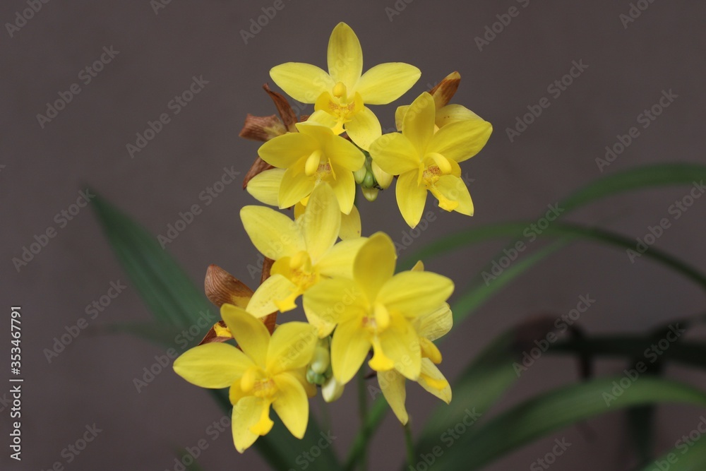 Fototapeta premium Beautiful yellow Orchid flowers