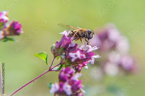 Honey bee covered with yellow pollen drink nectar, pollinating pink flower. Inspirational natural floral spring or summer blooming garden or park background. Life of insects. Macro close up.