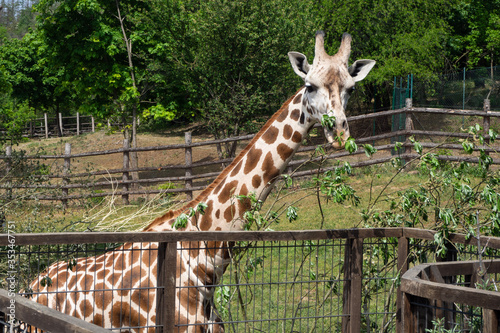 Photography Giraffes are waiting for food.