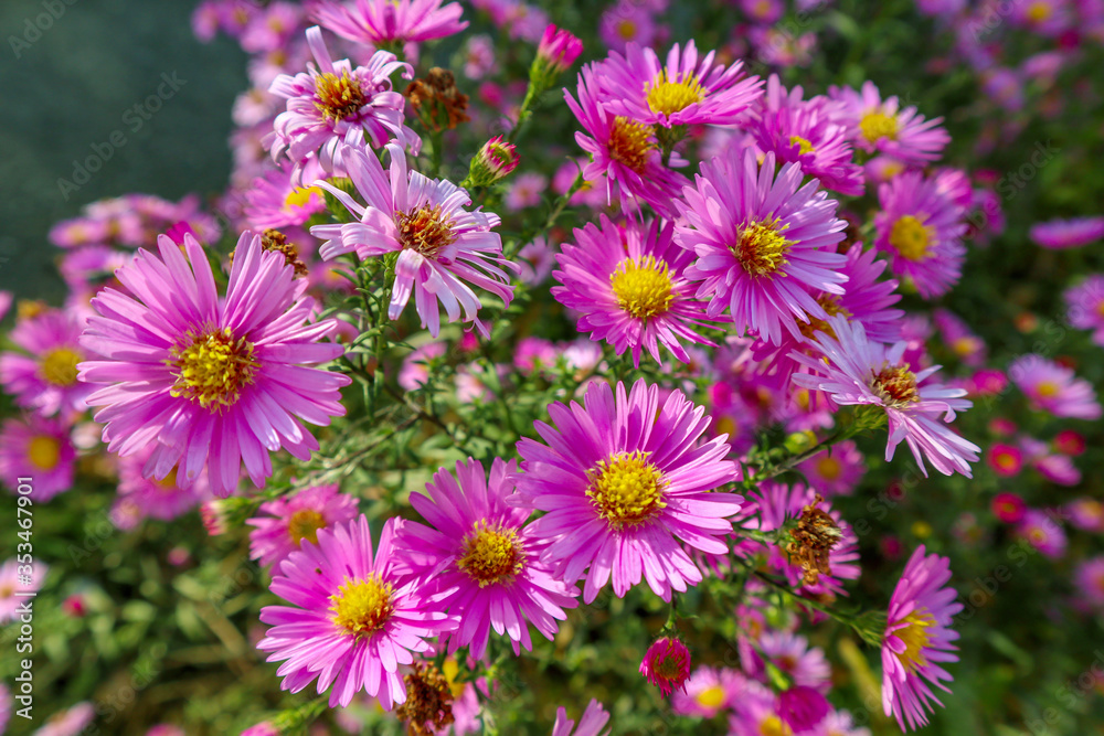 Purple flowers (by the common names Erigeron) closeup. Beautiful bright blossoms in the garden outdoors. Summer view back lit by sunlight. Purple flowers (by the common names Erigeron) closeup. Beautiful bright blossoms in the garden outdoors. Summer view back lit by sunlight.