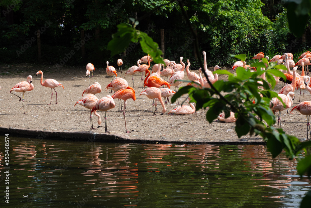 Fototapeta A flock of flamingos feeds.
