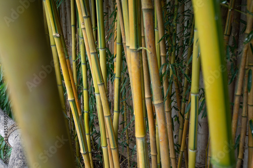 The green bamboo background
