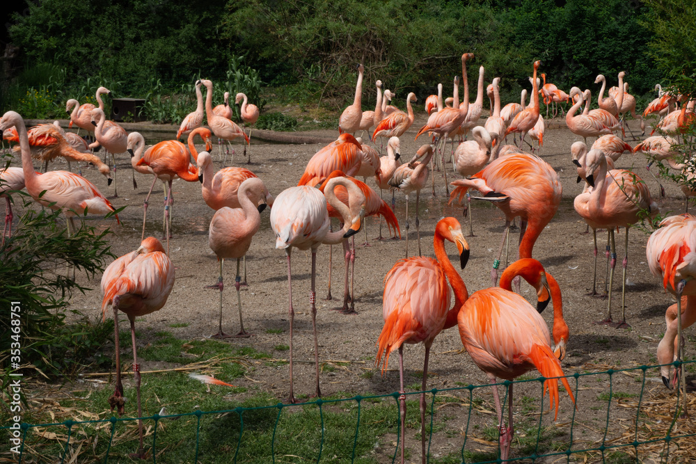 A flock of flamingos feeds. A flock of flamingos feeds.