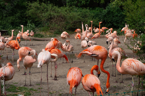 A flock of flamingos feeds.