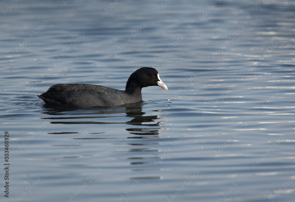 Coot feeding in Tubli bay, Bahrain Coot feeding in Tubli bay, Bahrain
