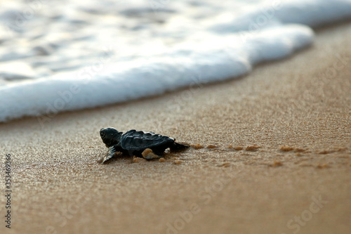 Fototapeta Cute hatchling baby loggerhead sea turtle (caretta caretta) crawling  to the sea
