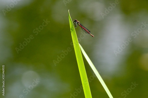 dragonfly on a reed