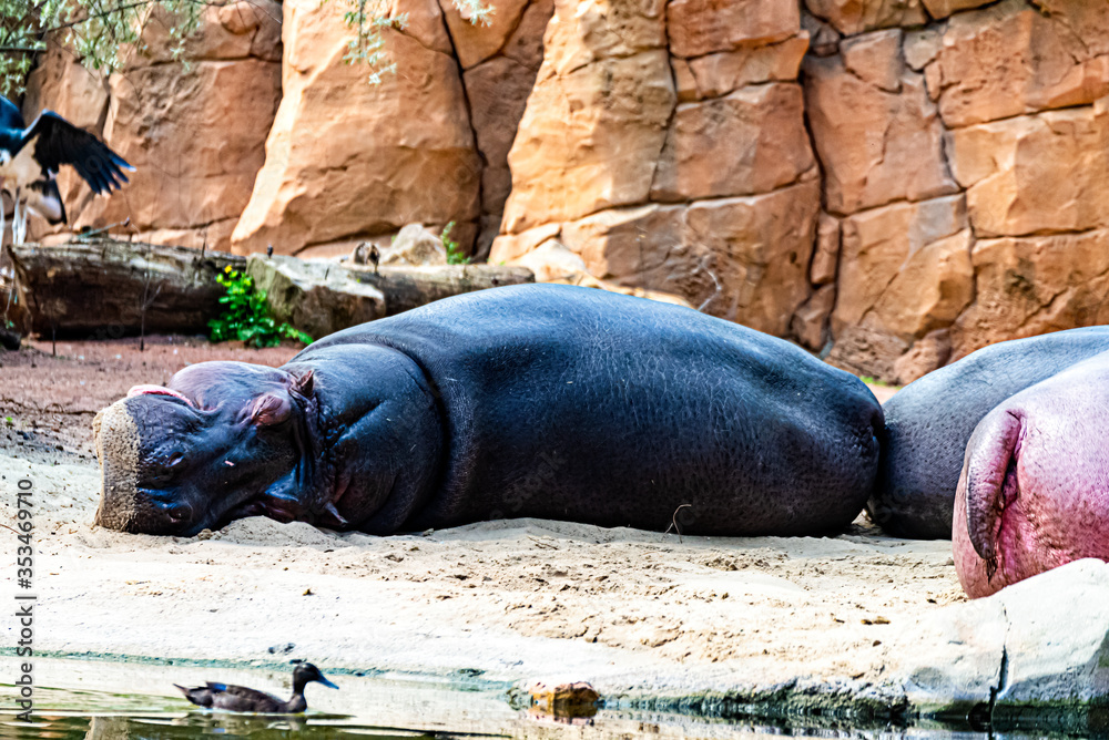 Hippo is resting in the sun Hippo is resting in the sun
