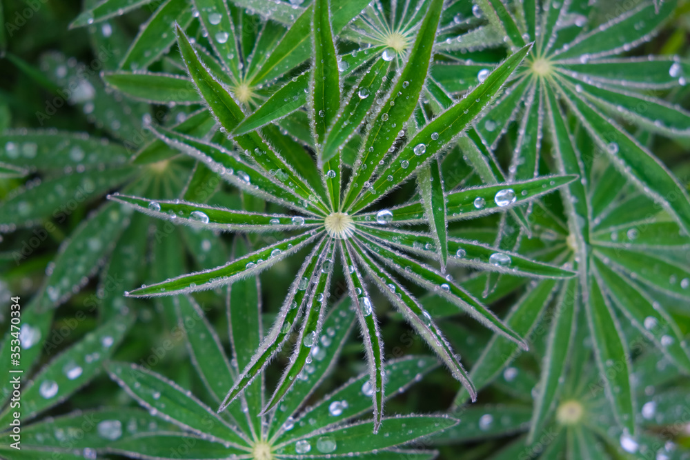 Close up of green leaves in dew drops..Background for your inscription. Close up of green leaves in dew drops..Background for your inscription.