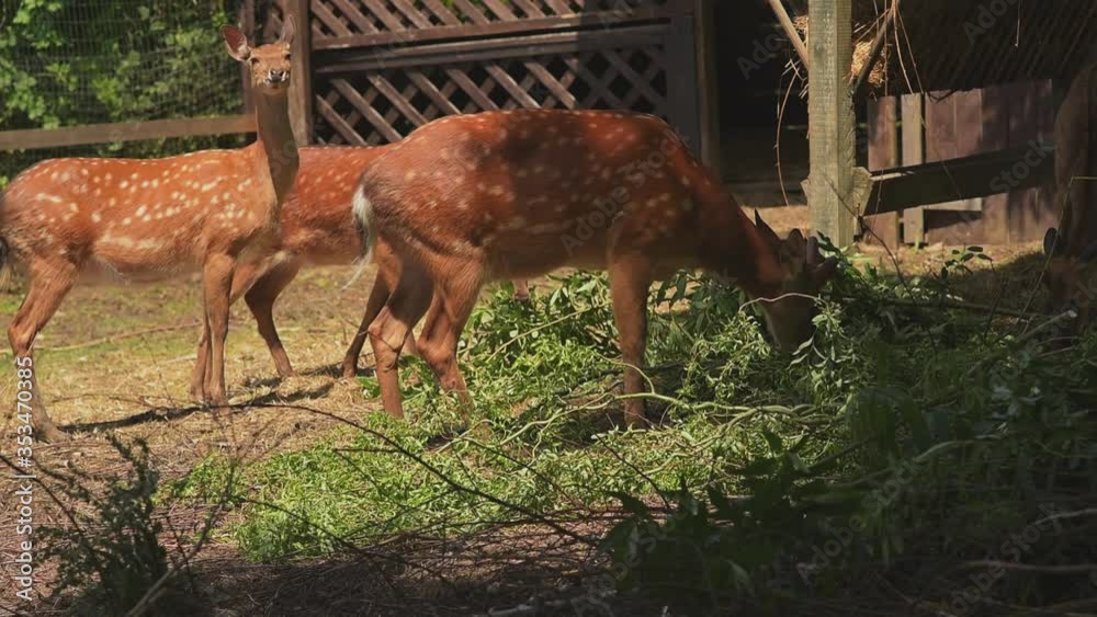 A family of spotted deer eating juicy leaves at the zoo. Herbivorous mammals eat A family of spotted deer eating juicy leaves at the zoo. Herbivorous mammals eat