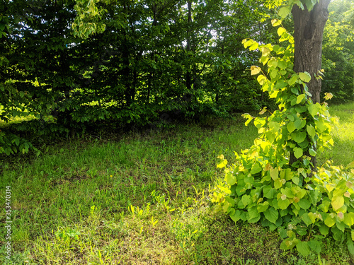Fototapeta Naklejka Na Ścianę i Meble -  Green meadow under bright sunlight on a spring day