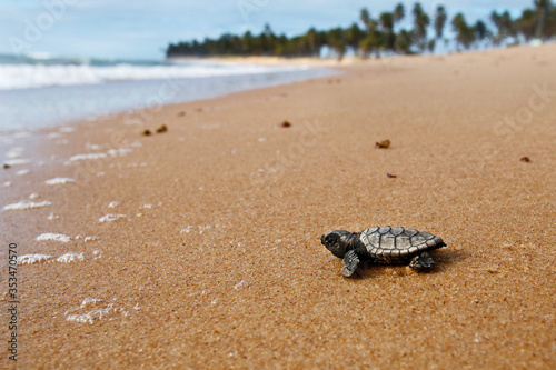 Hatchling baby hawksbill sea turtle (Eretmochelys imbricata) crawling to the sea after leaving the nest at the beach on Praia do Forte, Bahia coast, Brazil, with coconut palm trees background © Salty View